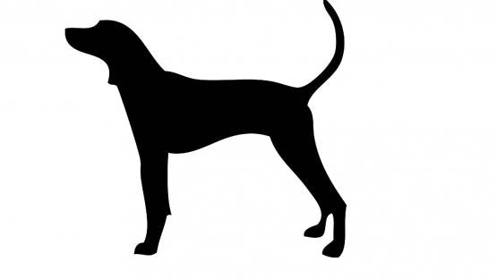 अपने ही कुत्तों ने किया हमला, घर में महिला की चली गई जान