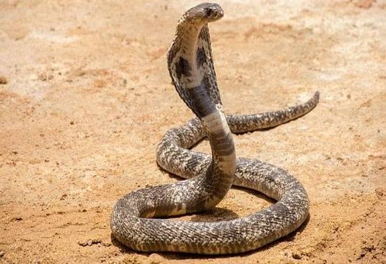 बेड पर लेटा था सांपों का जोड़ा, ऊपर बैठ गई फोन पर बिजी महिला, फिर...