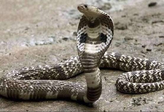 बेड पर लेटा था सांपों का जोड़ा, ऊपर बैठ गई फोन पर बिजी महिला, फिर...