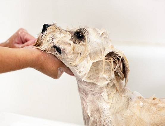 जानें हैंड वॉश का सही तरीका, इन गंभीर बीमारियों से रहेंगे दूर