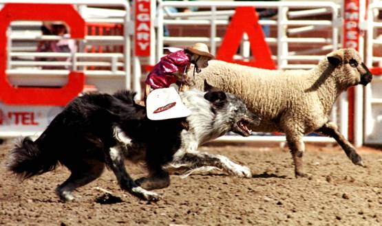 क्विक डिसीजन लेने में इंसान से बेहतर होता है बंदर: स्टडी