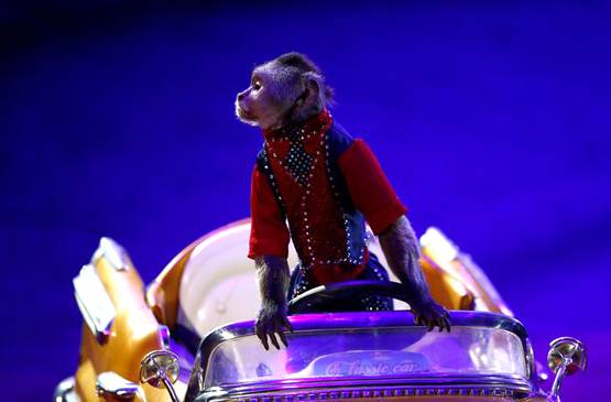 क्विक डिसीजन लेने में इंसान से बेहतर होता है बंदर: स्टडी