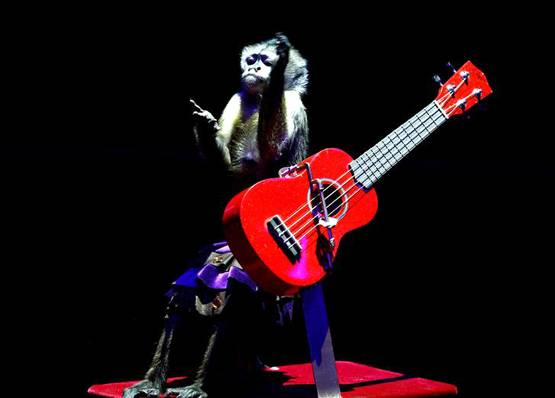 क्विक डिसीजन लेने में इंसान से बेहतर होता है बंदर: स्टडी