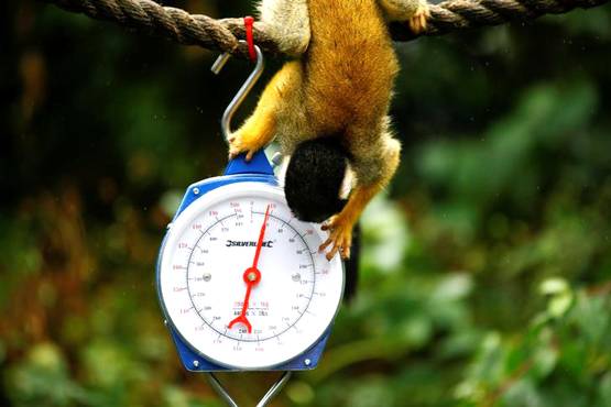 क्विक डिसीजन लेने में इंसान से बेहतर होता है बंदर: स्टडी