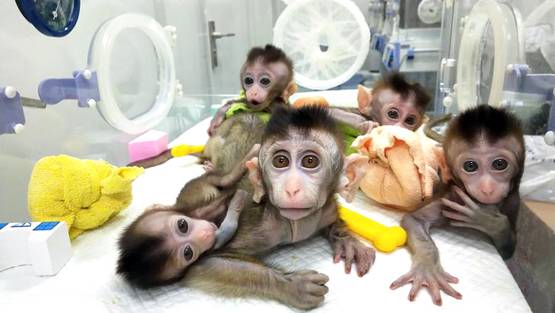 क्विक डिसीजन लेने में इंसान से बेहतर होता है बंदर: स्टडी