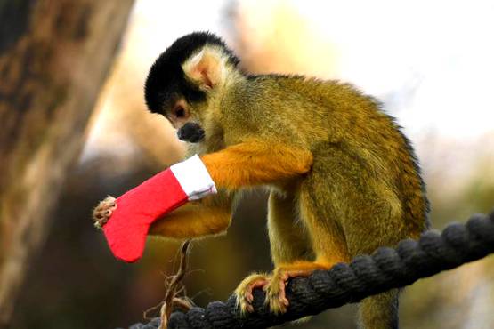 क्विक डिसीजन लेने में इंसान से बेहतर होता है बंदर: स्टडी