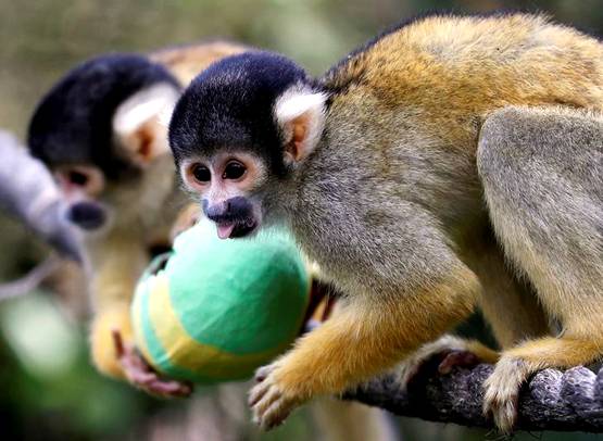 क्विक डिसीजन लेने में इंसान से बेहतर होता है बंदर: स्टडी