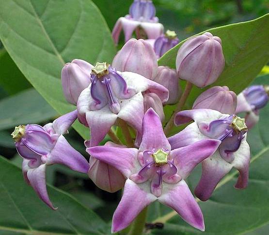 दिवाली से पहले इन 9 चीजों को लाएं घर, होगा लाभ ही लाभ