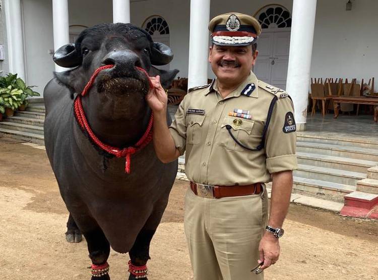 1600 Kg का भैंसा, रोज पीता है 10 किलो दूध, खाता है दो दर्जन केले