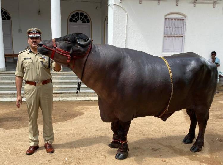 1600 Kg का भैंसा, रोज पीता है 10 किलो दूध, खाता है दो दर्जन केले