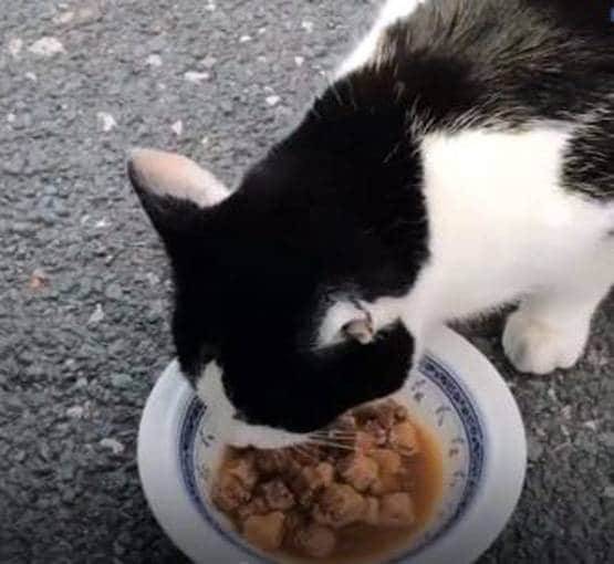 नौ महीने की बिल्ली का कई बार किया रेप, फिर मोम से लगा दी आग