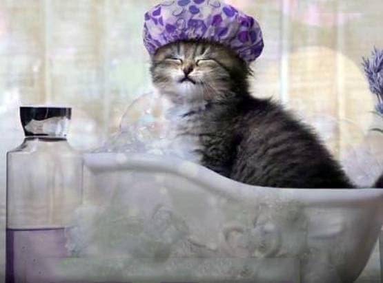 नौ महीने की बिल्ली का कई बार किया रेप, फिर मोम से लगा दी आग