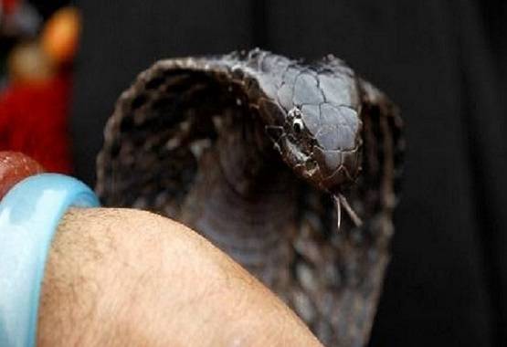 ...जब हाथ में कोबरा लेकर लड़कियों ने किया गरबा डांस