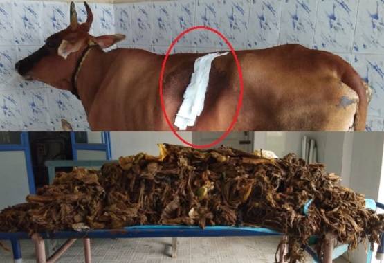 गाय के पेट से निकला इतना प्लास्टिक कि दंग रह गए डॉक्टर