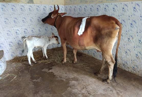 गाय के पेट से निकला इतना प्लास्टिक कि दंग रह गए डॉक्टर