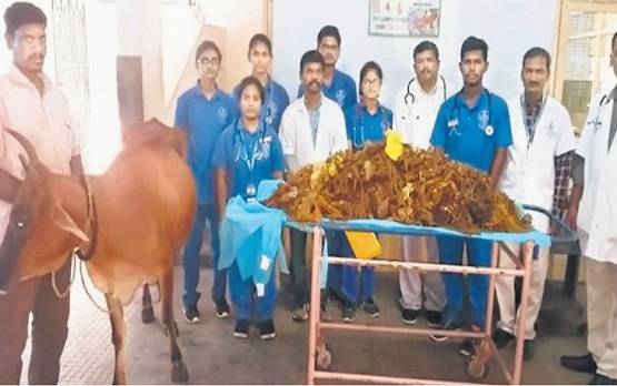 गाय के पेट से निकला इतना प्लास्टिक कि दंग रह गए डॉक्टर