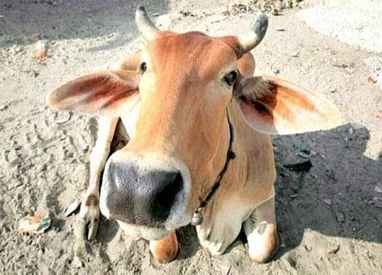 गाय के पेट से निकला इतना प्लास्टिक कि दंग रह गए डॉक्टर