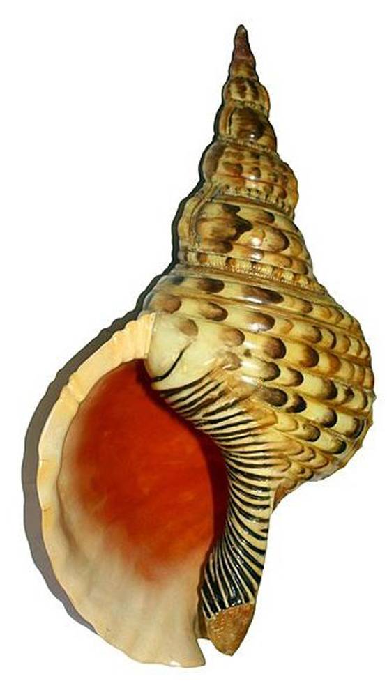 दिवाली से पहले इन 9 चीजों को लाएं घर, होगा लाभ ही लाभ