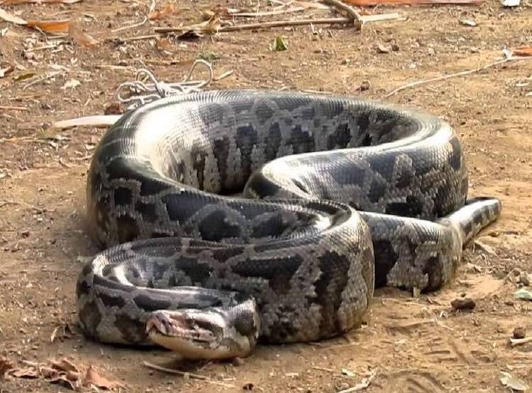 गाड़ी में बैठने वाले थे BJP नेता, उसी समय कार से निकला अजगर और फिर...