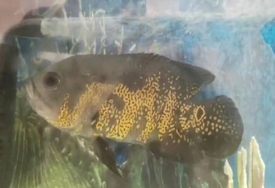 मछली के शरीर पर दिखा 'अल्लाह', कीमत लगी इतनी...