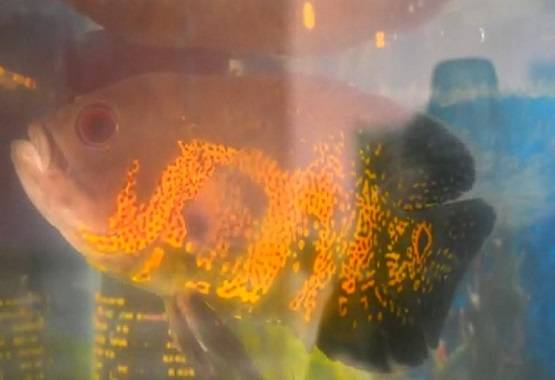 मछली के शरीर पर दिखा 'अल्लाह', कीमत लगी इतनी...