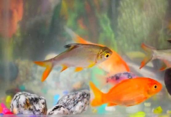 मछली के शरीर पर दिखा 'अल्लाह', कीमत लगी इतनी...