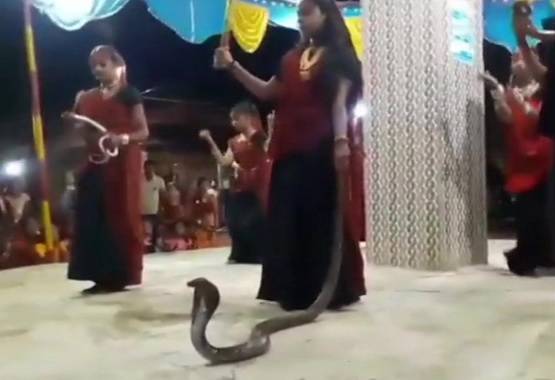 ...जब हाथ में कोबरा लेकर लड़कियों ने किया गरबा डांस