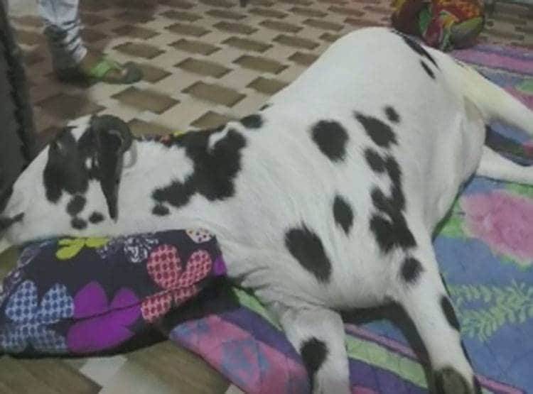 मछली के शरीर पर दिखा 'अल्लाह', कीमत लगी इतनी...