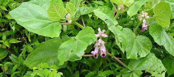 दिवाली से पहले इन 9 चीजों को लाएं घर, होगा लाभ ही लाभ