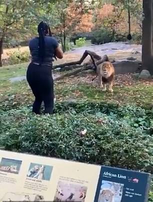 दीवार फांदकर शेर के सामने डांस करने लगी महिला, देखें आगे क्या हुआ