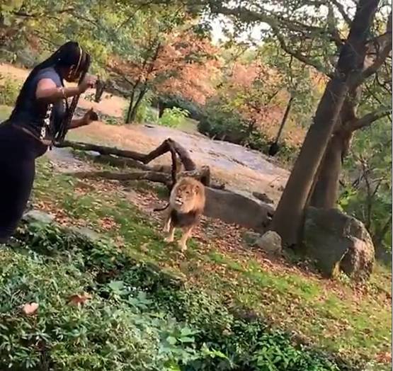 दीवार फांदकर शेर के सामने डांस करने लगी महिला, देखें आगे क्या हुआ