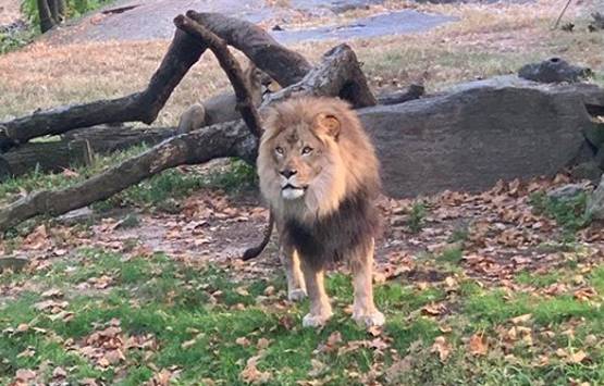 दीवार फांदकर शेर के सामने डांस करने लगी महिला, देखें आगे क्या हुआ