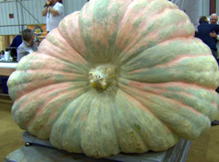 दुन‍िया का दूसरा सबसे बड़ा कद्दू, कार से भी ज्यादा है वजन