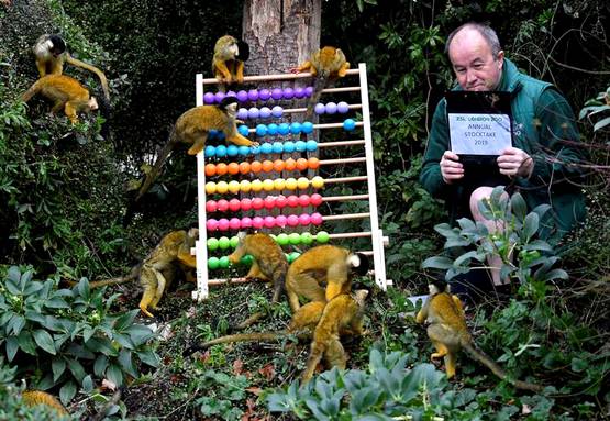 क्विक डिसीजन लेने में इंसान से बेहतर होता है बंदर: स्टडी