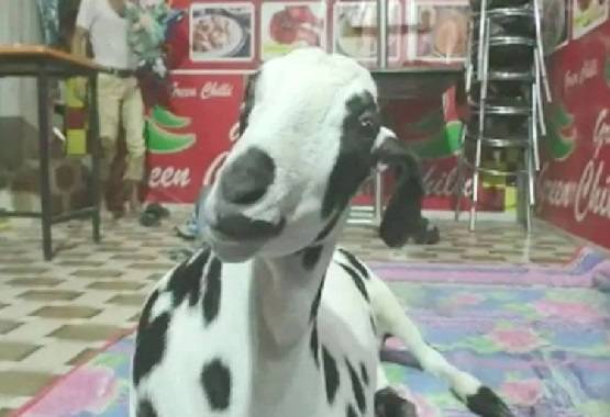 मछली के शरीर पर दिखा 'अल्लाह', कीमत लगी इतनी...