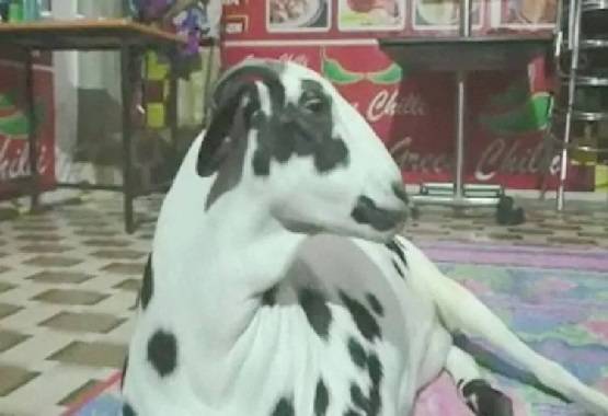 मछली के शरीर पर दिखा 'अल्लाह', कीमत लगी इतनी...