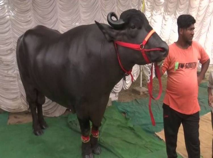 1600 Kg का भैंसा, रोज पीता है 10 किलो दूध, खाता है दो दर्जन केले