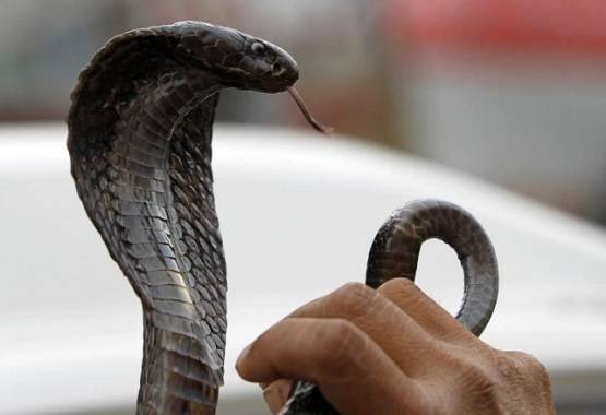 ...जब हाथ में कोबरा लेकर लड़कियों ने किया गरबा डांस