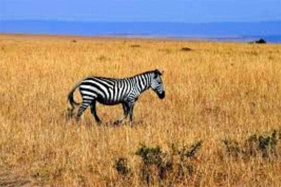 वो 42 खूबसूरत देश जहां वीजा का कोई झंझट नहीं!