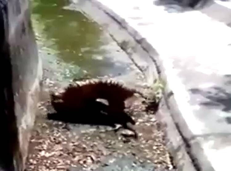 शेर के बाड़े में कूदा शख्स, द‍िल्ली च‍िड़‍ियाघर में द‍िखा 5 साल पुराना खौफ