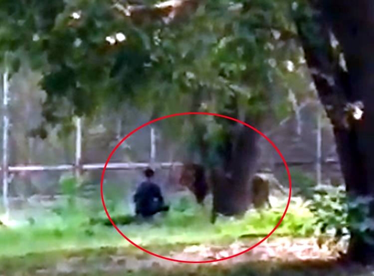 शेर के बाड़े में कूदा शख्स, द‍िल्ली च‍िड़‍ियाघर में द‍िखा 5 साल पुराना खौफ