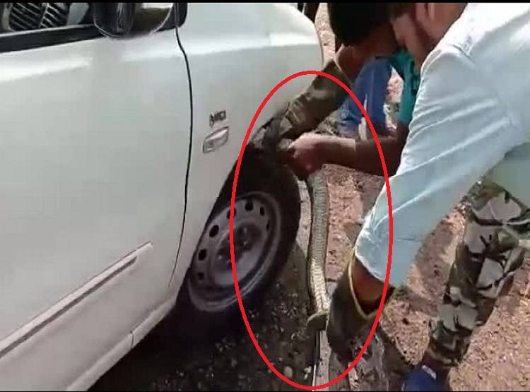 गाड़ी में बैठने वाले थे BJP नेता, उसी समय कार से निकला अजगर और फिर...