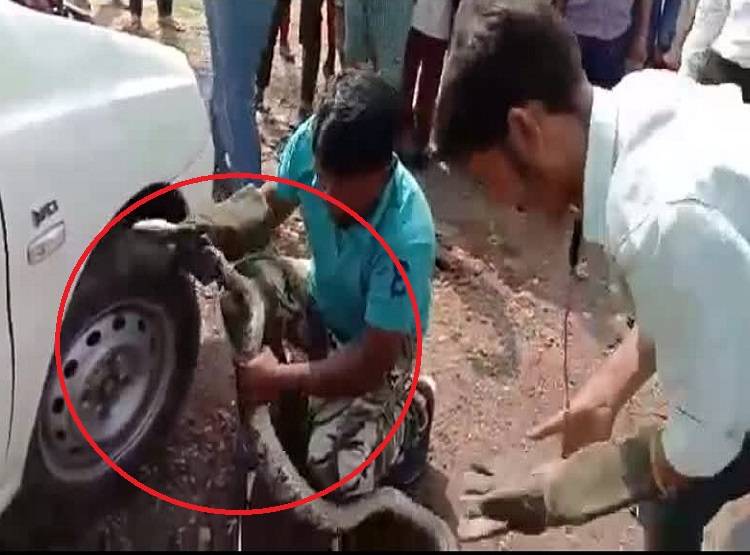 गाड़ी में बैठने वाले थे BJP नेता, उसी समय कार से निकला अजगर और फिर...