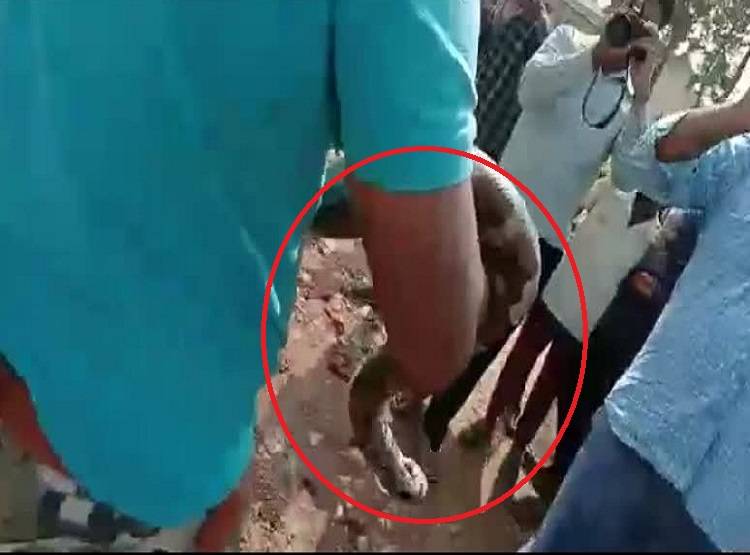 गाड़ी में बैठने वाले थे BJP नेता, उसी समय कार से निकला अजगर और फिर...