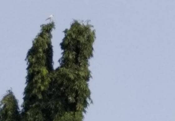 दिखा सफेद कौवा, अमृत पीने पर श्राप की वजह से हुआ था काला?