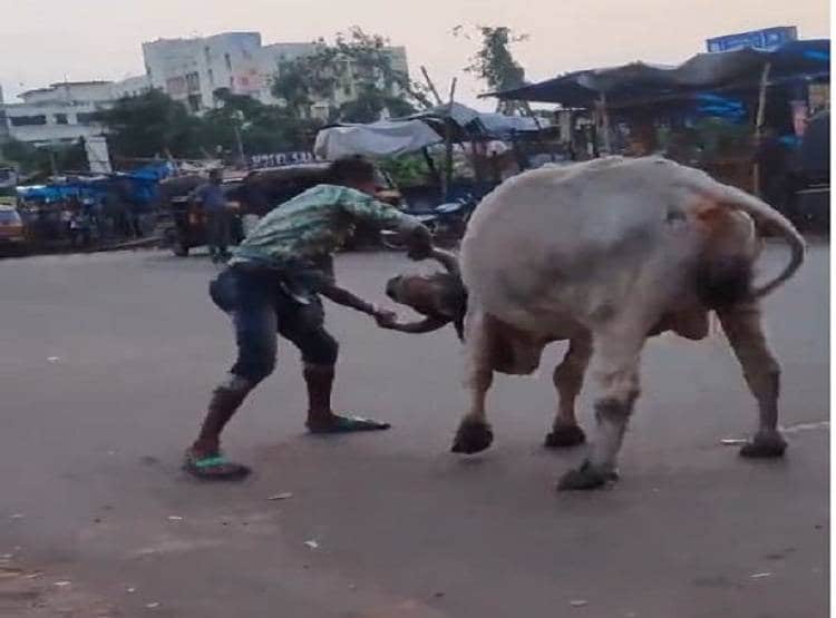 सड़क पर दिखा 'बाहुबली का भल्लालदेव', सांड को सेकेंड में चटा दी धूल