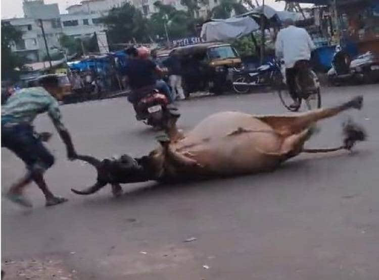 सड़क पर दिखा 'बाहुबली का भल्लालदेव', सांड को सेकेंड में चटा दी धूल