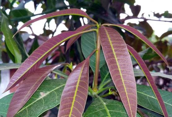 देव दिवाली पर इन उपायों से प्रसन्न होंगी मां लक्ष्मी, बढ़ेगी समृद्धि