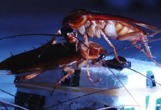 कान में हो रही थी खुजली, डॉक्टर ने देखा तो उड़े होश निकले 10 कॉकरोच