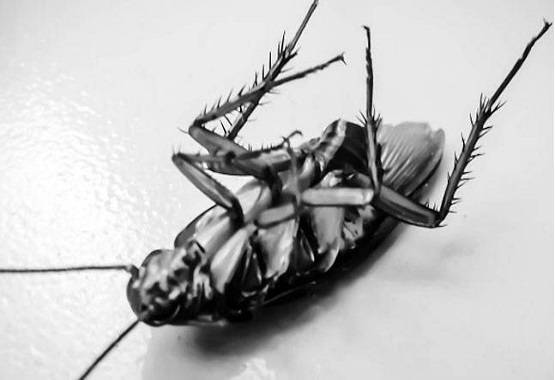 कान में हो रही थी खुजली, डॉक्टर ने देखा तो उड़े होश निकले 10 कॉकरोच